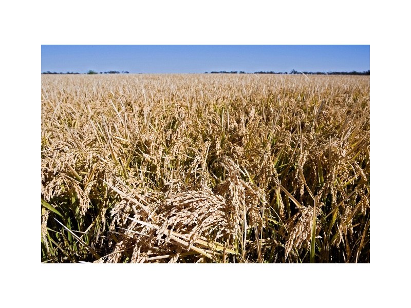 | Noongaburra-Yarrawah Irrigation, Hay NSW 2711