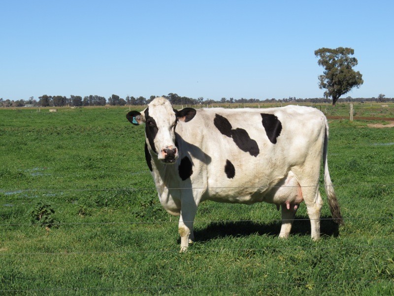 Riverina Highway, Blighty NSW 2713