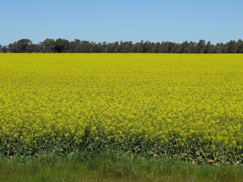 Riverina Highway, Blighty NSW 2713