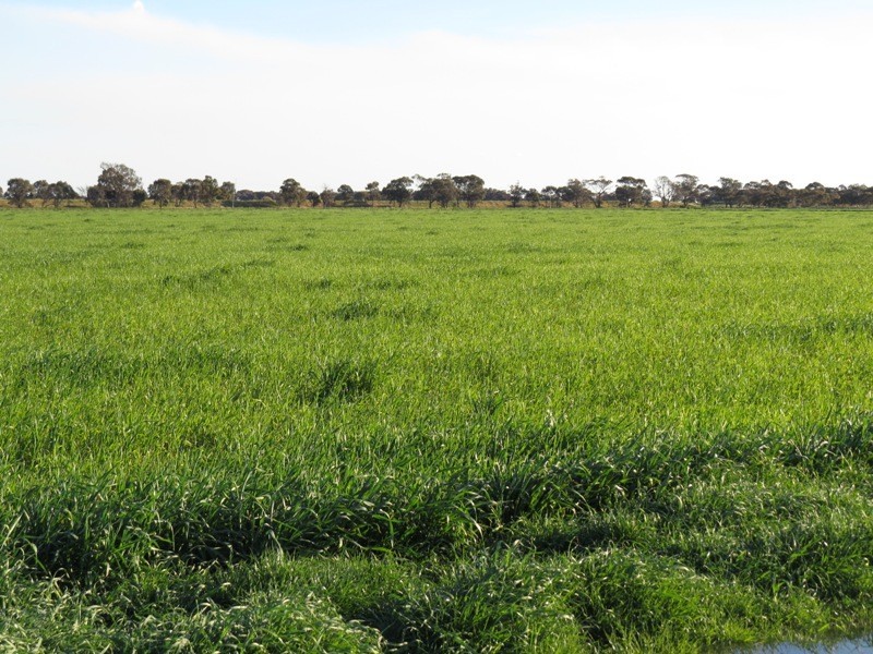 Riverina Highway, Blighty NSW 2713