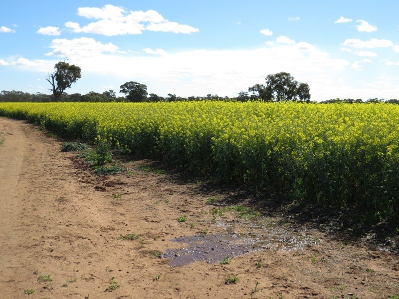 Riverina Highway, Blighty NSW 2713