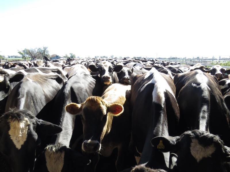 Riverina Highway, Blighty NSW 2713