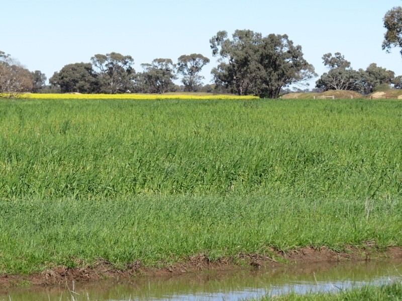 Riverina Highway, Blighty NSW 2713