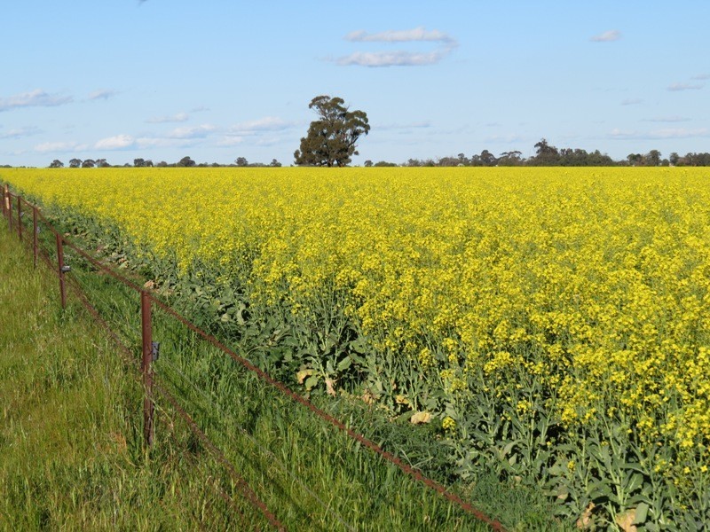 Riverina Highway, Blighty NSW 2713