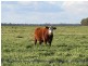 “Larnook” Coree Road, Finley NSW 2713