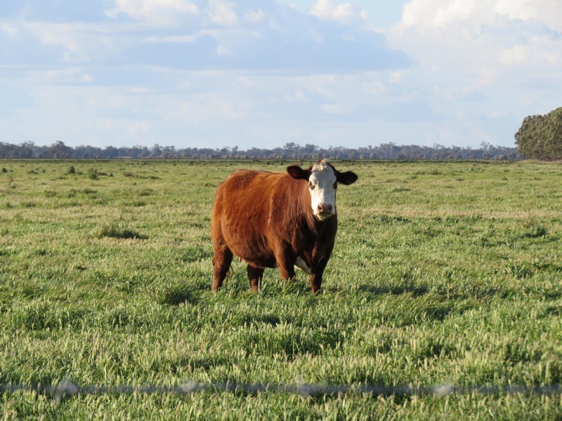 “Larnook” Coree Road, Finley NSW 2713