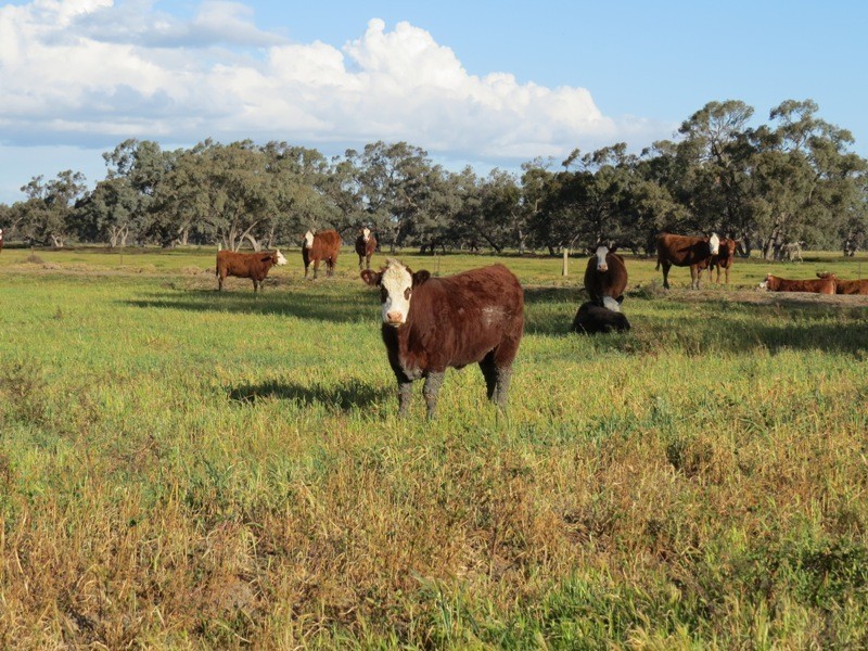 “Larnook” Coree Road, Finley NSW 2713