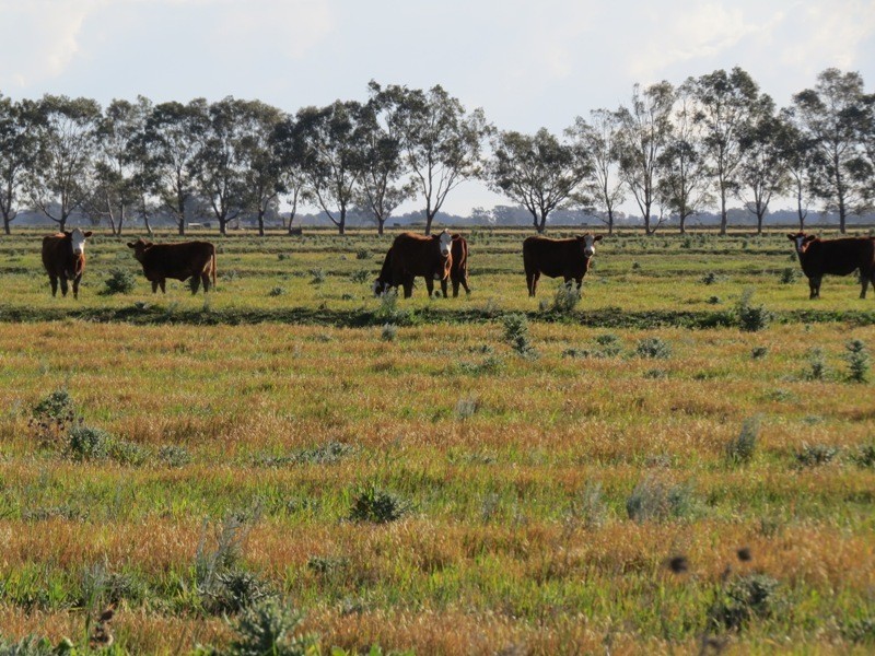 “Larnook” Coree Road, Finley NSW 2713
