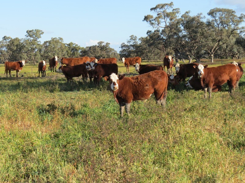 “Larnook” Coree Road, Finley NSW 2713