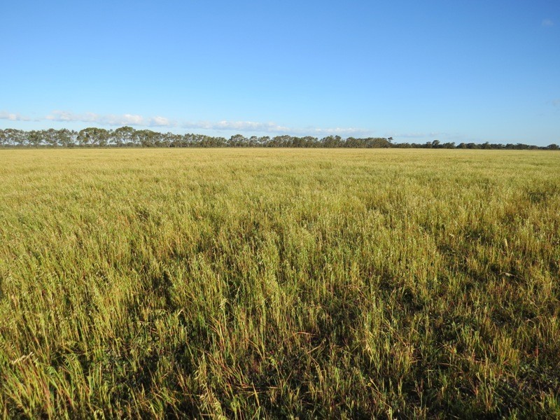 “Larnook” Coree Road, Finley NSW 2713