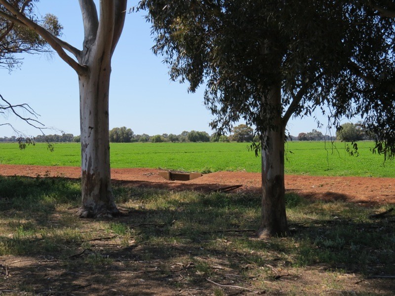 163 Holzigals Road, Finley NSW 2713