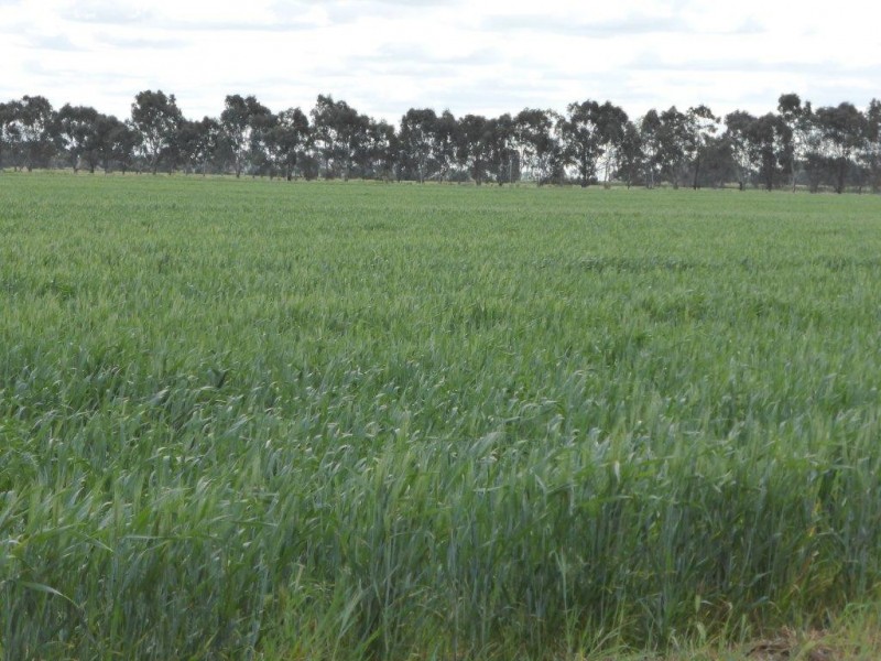 | Kweong |, Finley NSW 2713