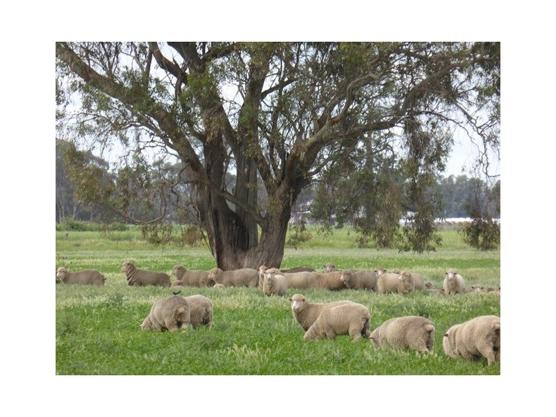 | Kweong |, Finley NSW 2713