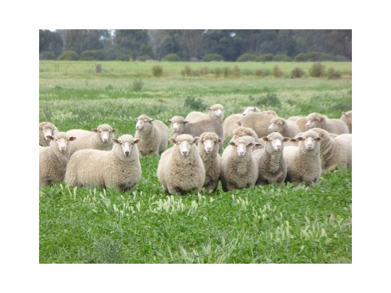 | Kweong |, Finley NSW 2713