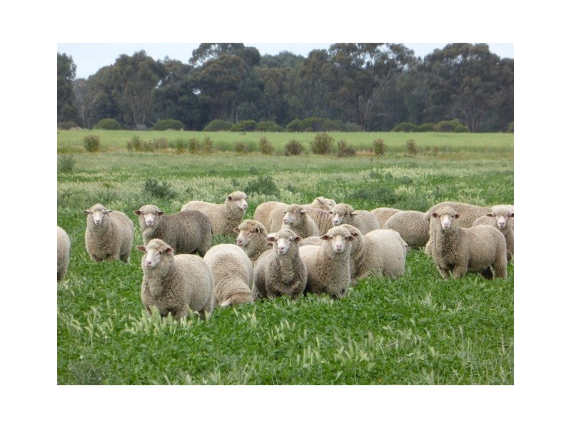 | Kweong |, Finley NSW 2713