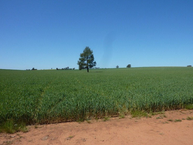 357 Flowerdale Road, Wagga Wagga NSW 2650
