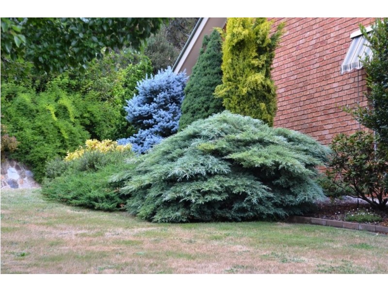 11 Iarias Lane, Bright VIC 3741