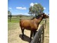 216 Settlers Road, Chiltern VIC 3683
