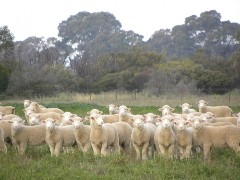 ‘Fairfield’ 9517 Riverina Highway, Corowa NSW 2646