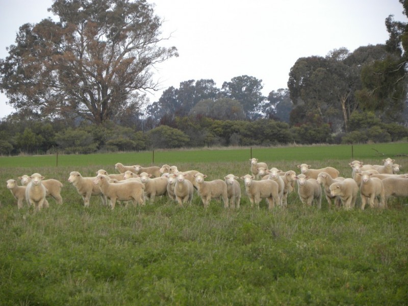 ‘Fairfield’ 9517 Riverina Highway, Corowa NSW 2646