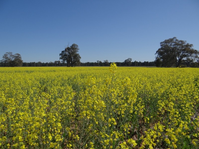 ‘Fairfield’ 9517 Riverina Highway, Corowa NSW 2646