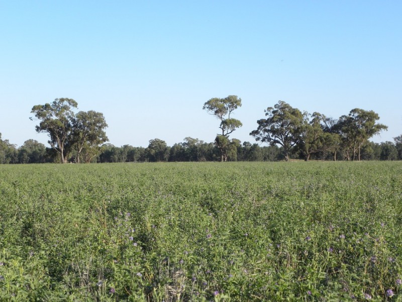 ‘Fairfield’ 9517 Riverina Highway, Corowa NSW 2646