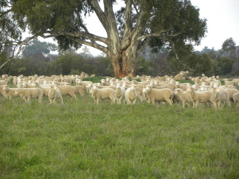 ‘Fairfield’ 9517 Riverina Highway, Corowa NSW 2646