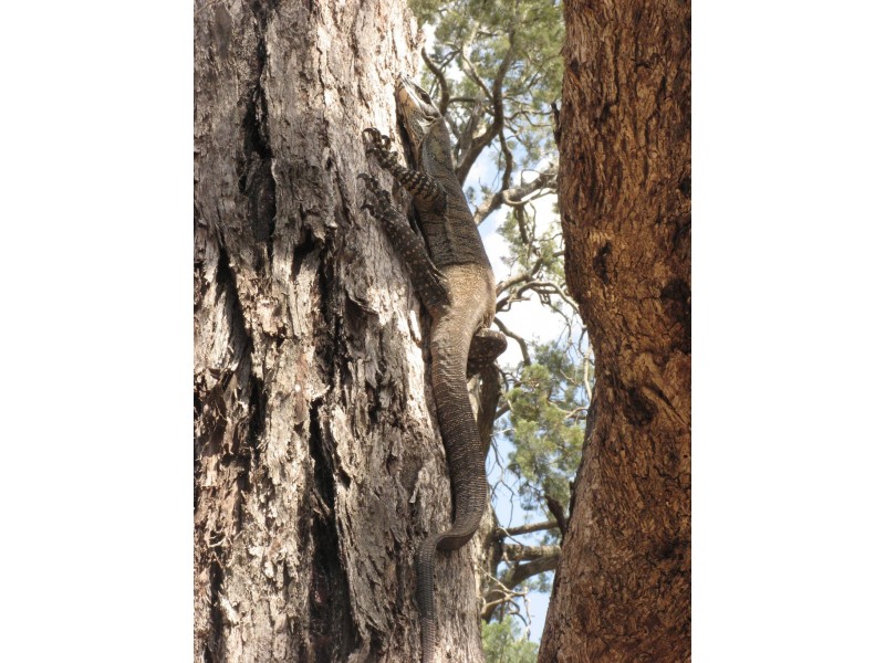 ‘Fairfield’ 9517 Riverina Highway, Corowa NSW 2646