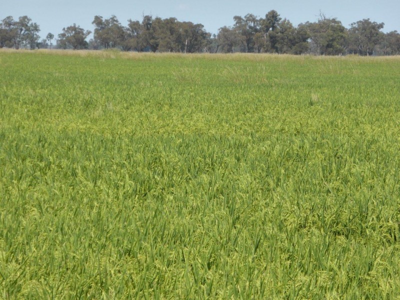 CHELSEA MORUNDAH, Narrandera NSW 2700