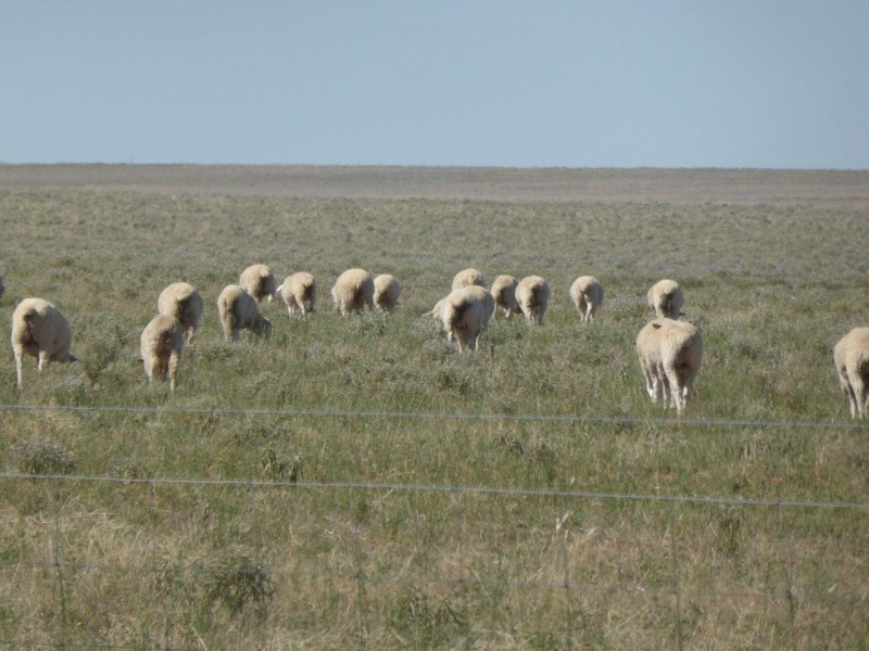 CHELSEA MORUNDAH, Narrandera NSW 2700