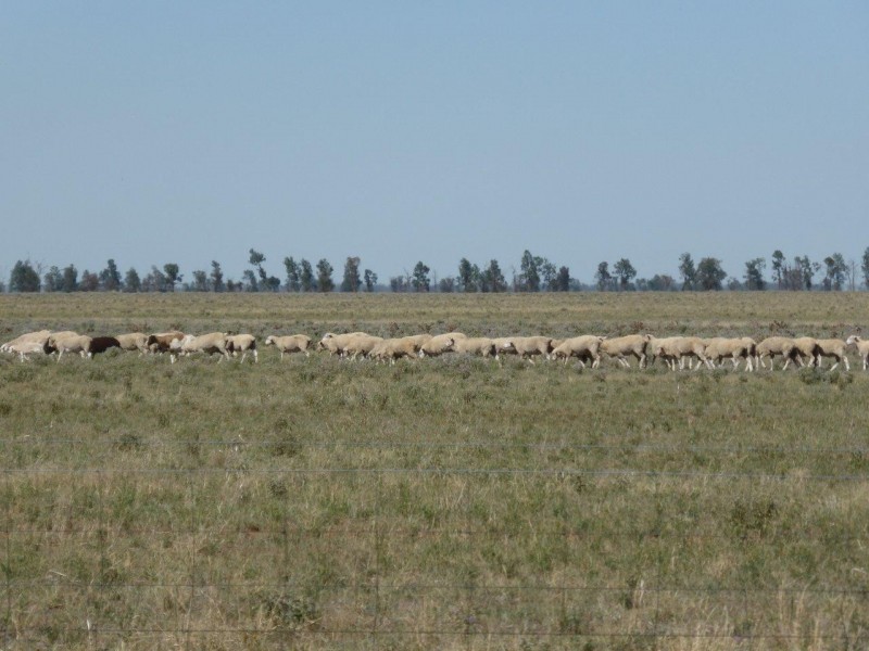 CHELSEA MORUNDAH, Narrandera NSW 2700