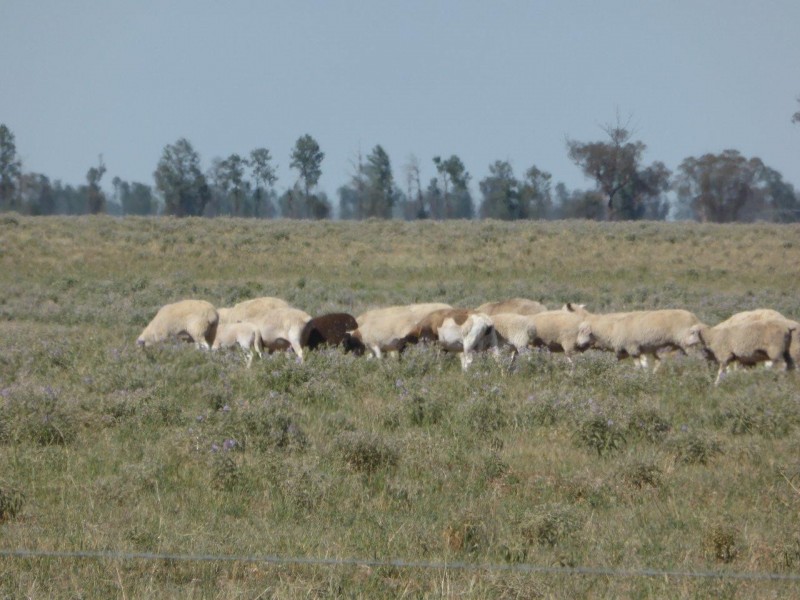 CHELSEA MORUNDAH, Narrandera NSW 2700