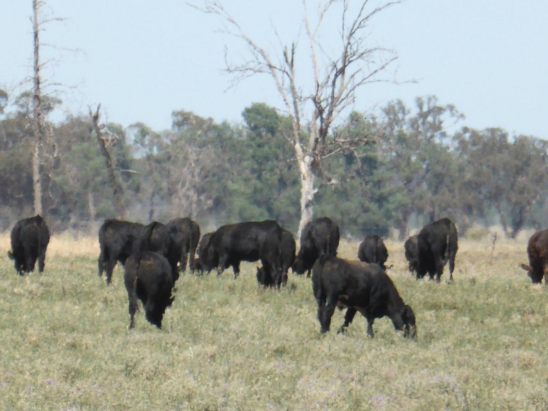 CHELSEA MORUNDAH, Narrandera NSW 2700