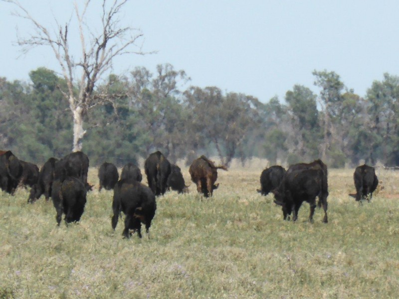 CHELSEA MORUNDAH, Narrandera NSW 2700