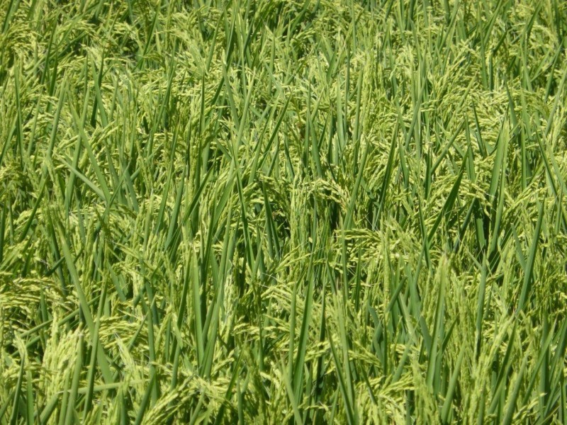 CHELSEA MORUNDAH, Narrandera NSW 2700