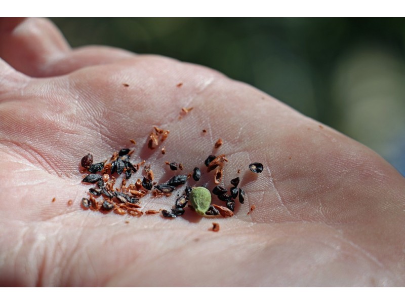 “Maroondah” Spring Drive, Corowa NSW 2646