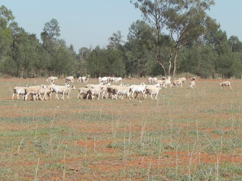 - Glenroy -, Lake Cargelligo NSW 2672