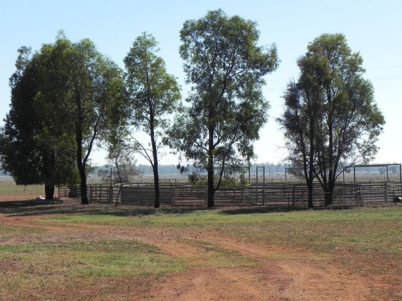 - Glenroy -, Lake Cargelligo NSW 2672