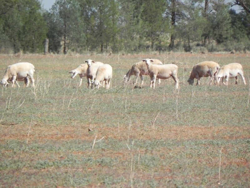 - Glenroy -, Lake Cargelligo NSW 2672