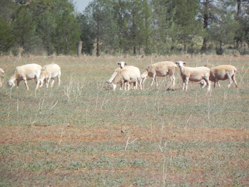 - Glenroy -, Lake Cargelligo NSW 2672