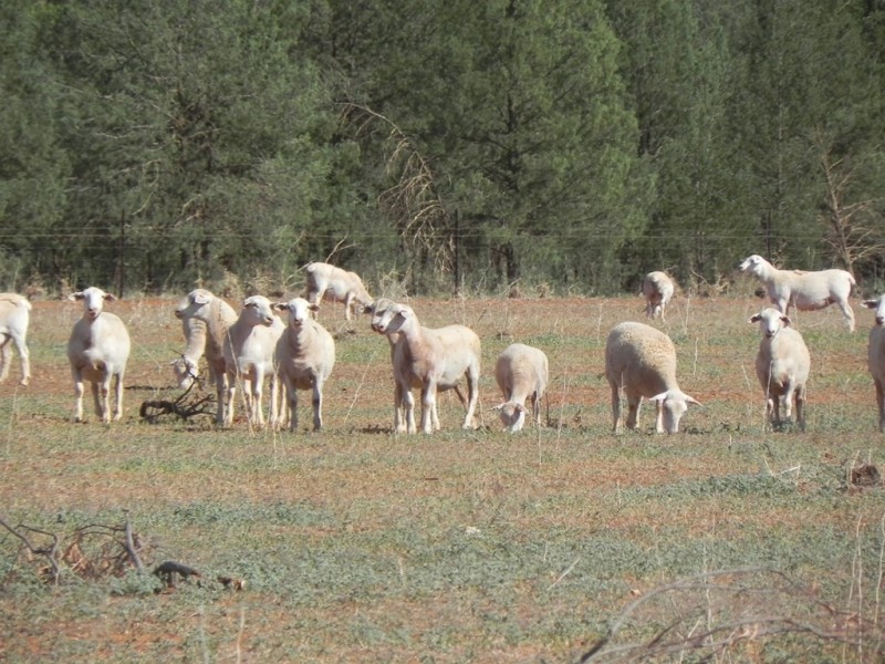 - Glenroy -, Lake Cargelligo NSW 2672