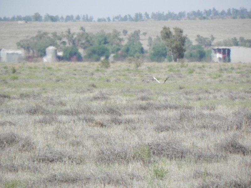 - Glenroy -, Lake Cargelligo NSW 2672