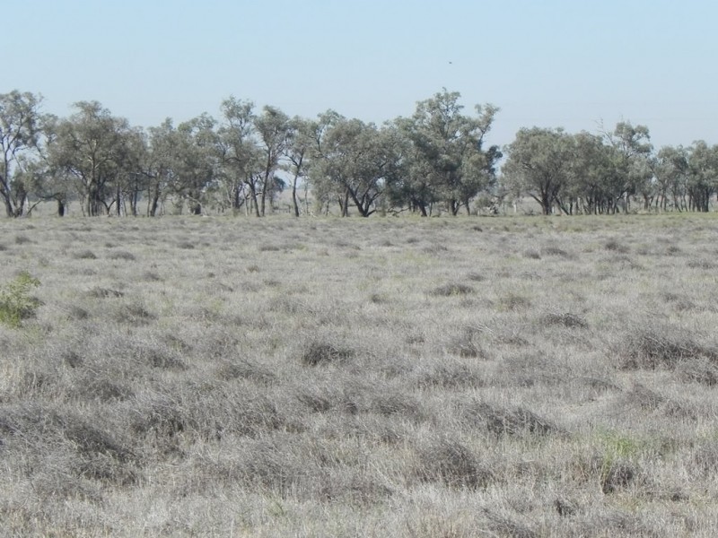 - Glenroy -, Lake Cargelligo NSW 2672