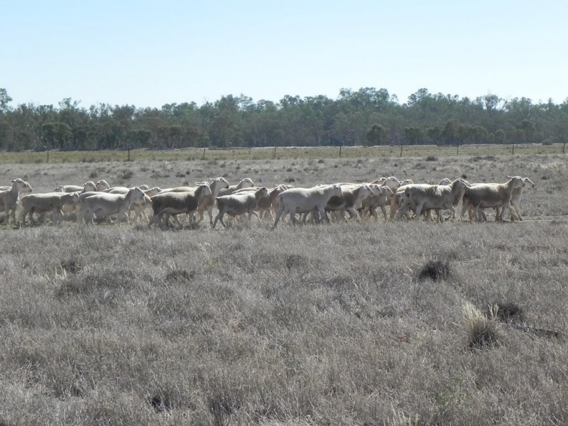 - Glenroy -, Lake Cargelligo NSW 2672
