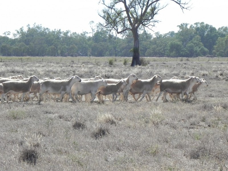 - Glenroy -, Lake Cargelligo NSW 2672