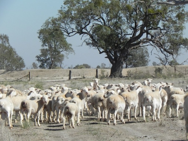 - Glenroy -, Lake Cargelligo NSW 2672