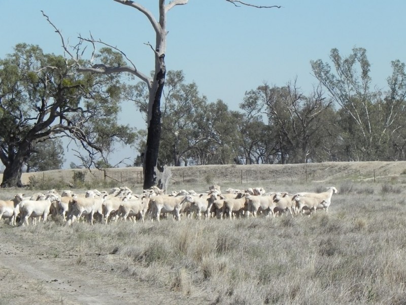 - Glenroy -, Lake Cargelligo NSW 2672