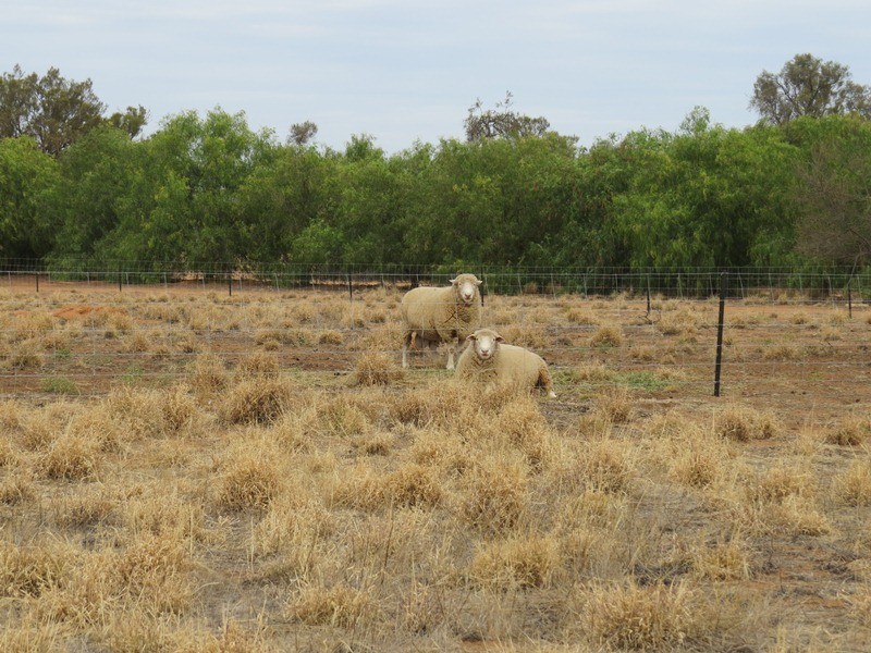 346 Southdown Road, Deniliquin NSW 2710