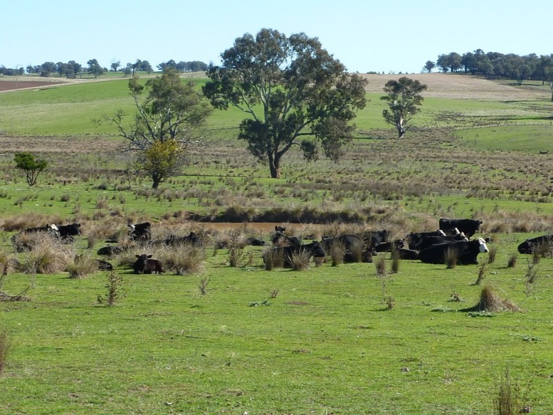 300 McClures lane Keajura, Wagga Wagga NSW 2650