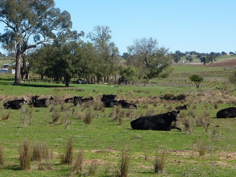 300 McClures lane Keajura, Wagga Wagga NSW 2650